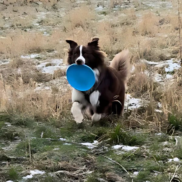 Disque pour chien - FlyDog™ - Bleu - Chien shop