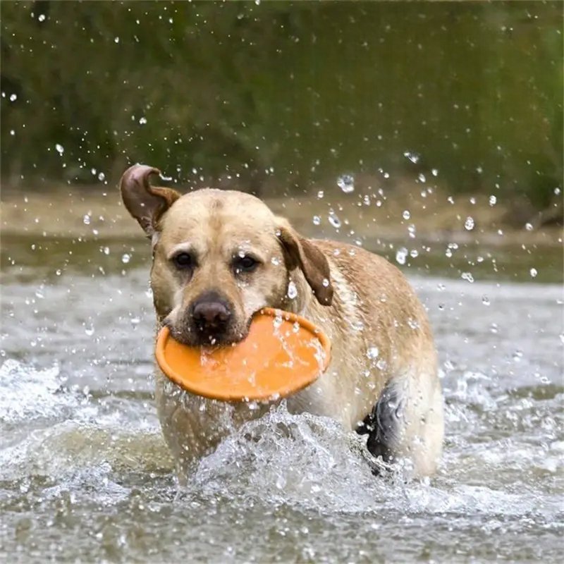 Disque pour chien - FlyDog™ - Orange - Chien shop