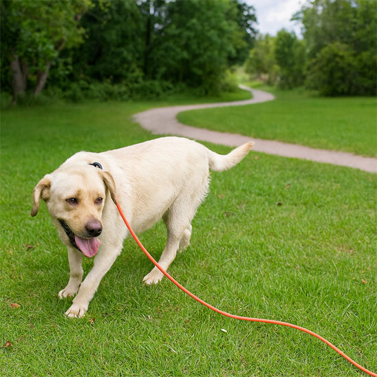 longe chien champs