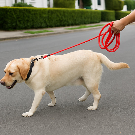 longe chien promenade